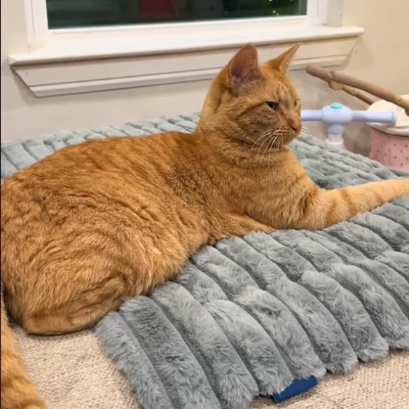 Keep Them Cozy & Happy...